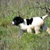 Chiot Landseer Faun et Combo z laderova